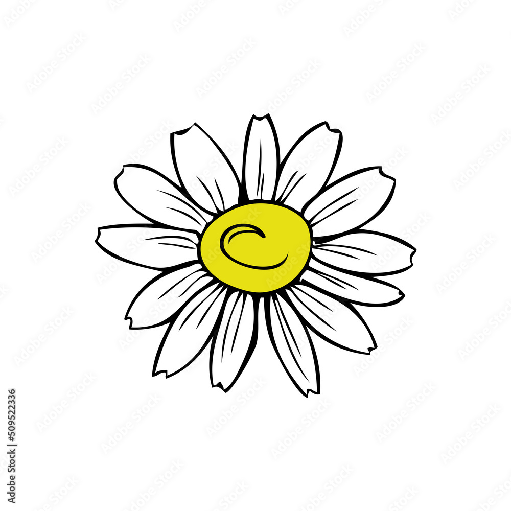 Chamomile wild field flower isolated on white background botanical hand drawn daisy head, sketch vector doodle colorful illustration for design package tea, cosmetic, natural medicine, greeting card