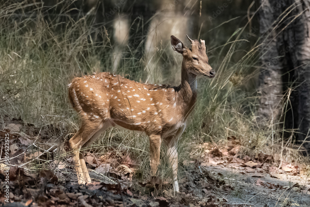 Spotted deer standing in the forest in India, a young animal
Spotted deer standing in the forest in India, a young animal