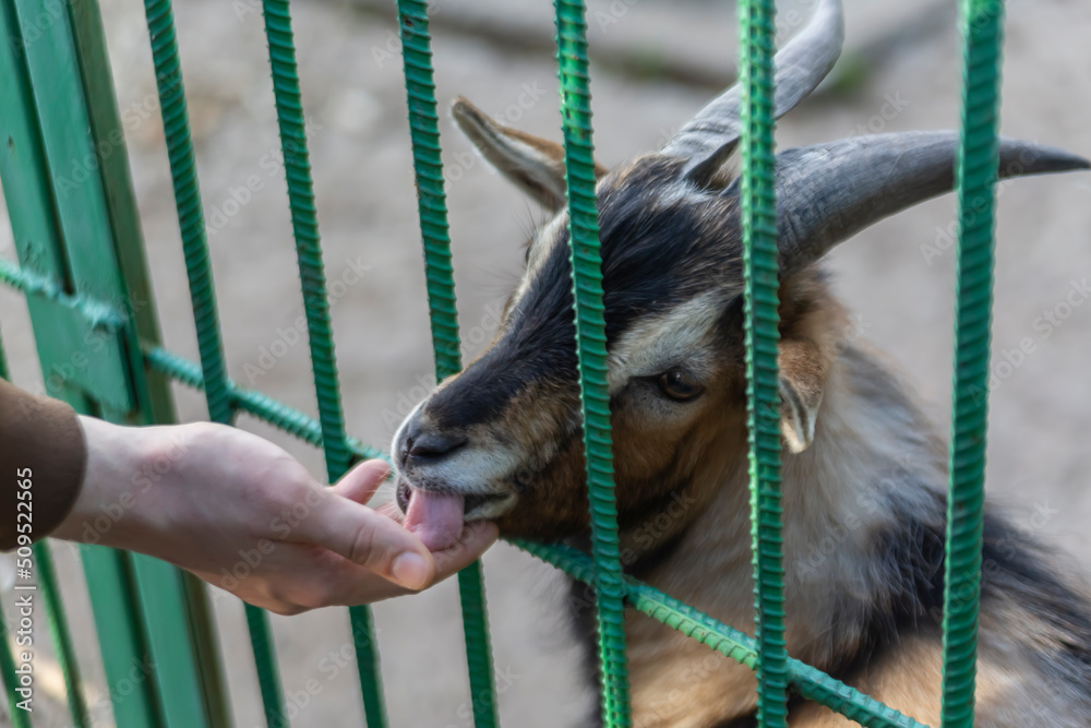 A goat licks a man's hand through the bars of a zoo enclosure. Animals