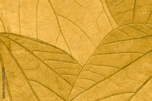 Texture of dry yellow autumn organic leaves background, macro. Structure of golden natural leaf with pattern.