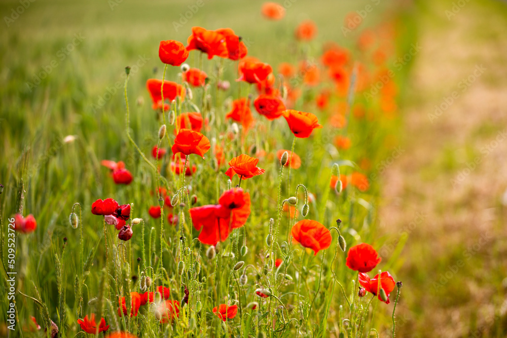 field of red field poppies on a sunny summer day against the sun. Day of Remembrance