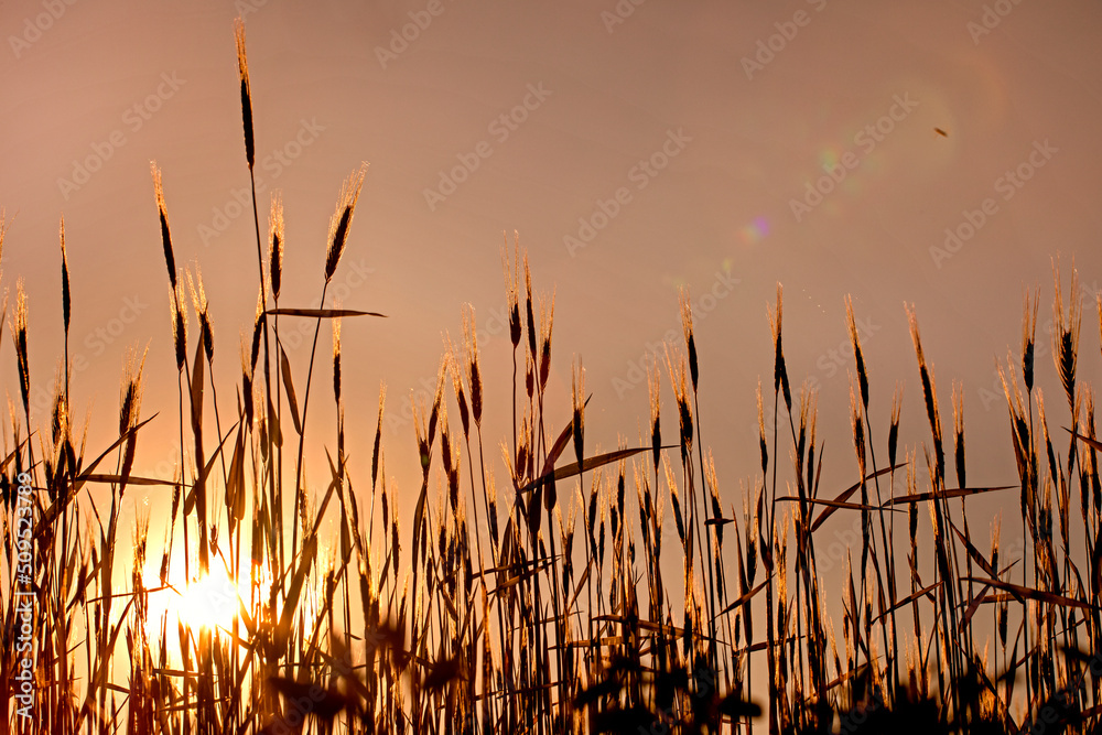 sunset on a young wheat field. global grain crisis. grain crop farming.