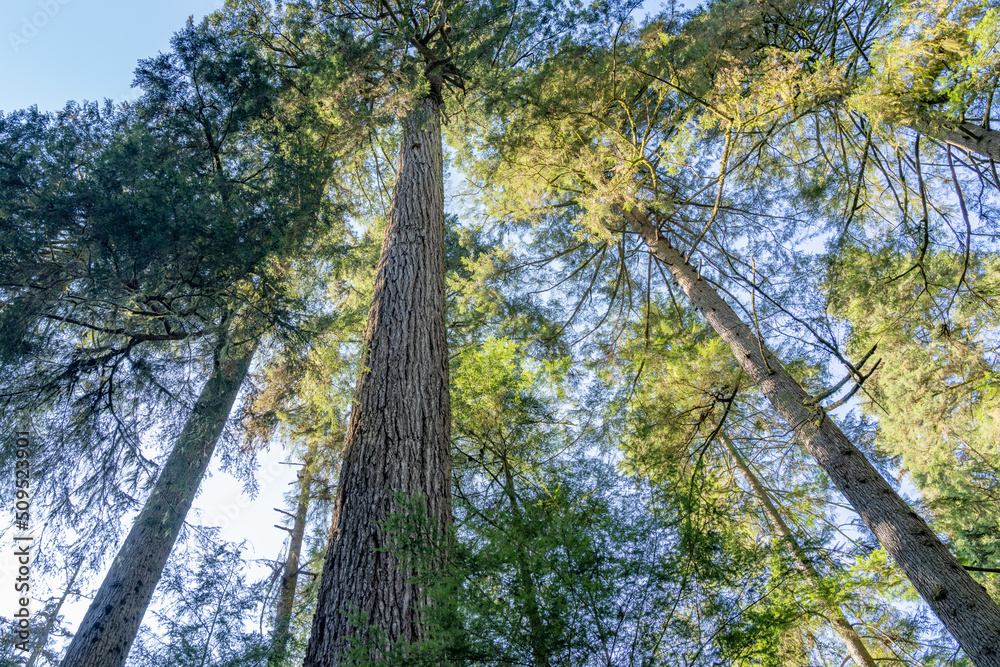Fototapeta premium Grandpa Capilano. Capilano River Regional Park. North Vancouver, BC, Canada.