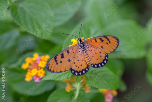 Open winged photo of tawny coster butterfly.