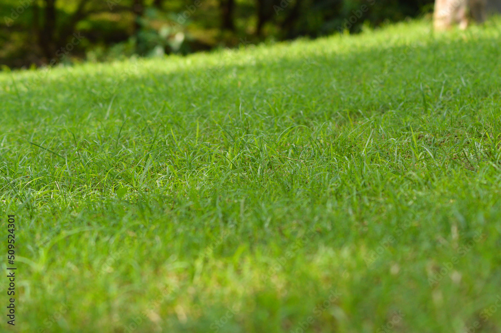 Selected Focus View Natural Green Grass Growing On A Sloping Garden