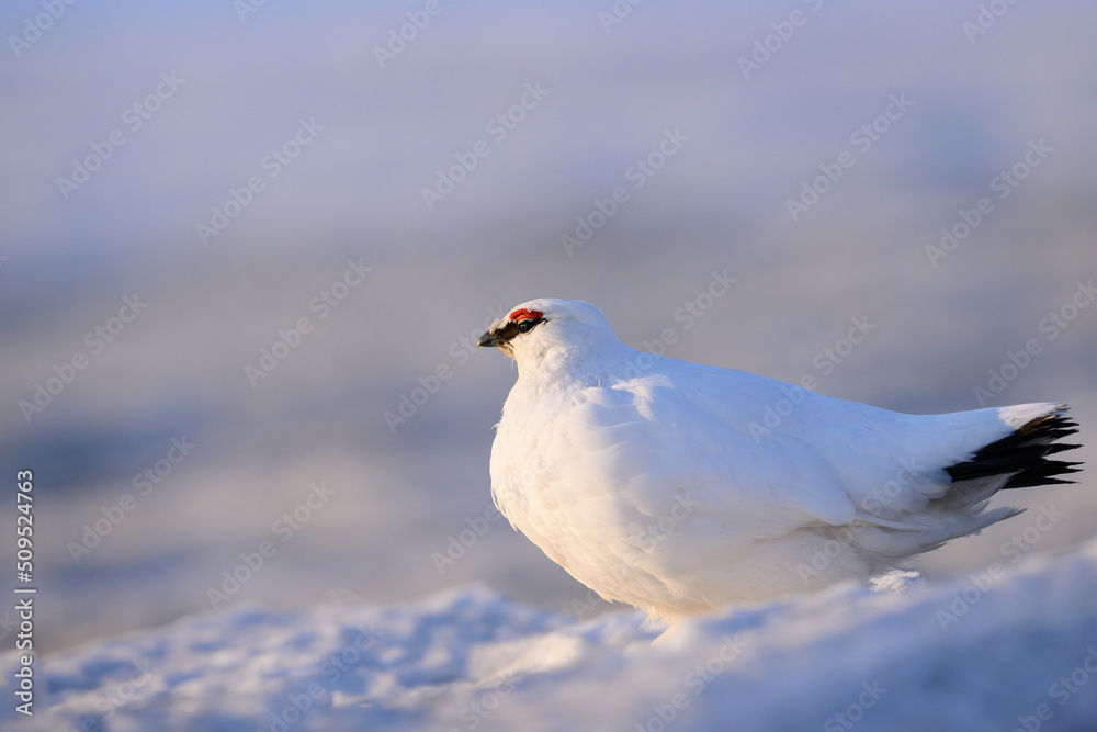 Portrait of male, white Svalbard Rock Ptarmigan (Lagopus muta hyperborea) in snow Portrait of male, white Svalbard Rock Ptarmigan (Lagopus muta hyperborea) in snow