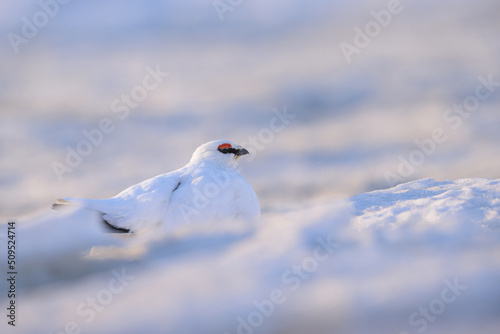 Portrait of  male, white Svalbard Rock Ptarmigan (Lagopus muta hyperborea) in snow