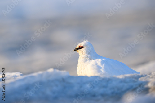 Portrait of  male, white Svalbard Rock Ptarmigan (Lagopus muta hyperborea) in snow