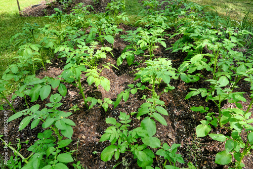 Growing potatoes conventionally in the ground with the soil earthed up with compost using the no dig method 