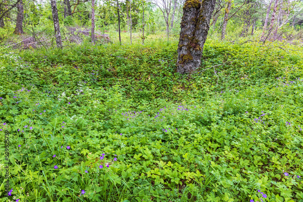 Flowering wildflowers on a meadow in a forest Flowering wildflowers on a meadow in a forest