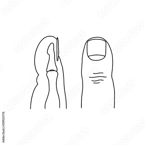 The human finger and its cross section. Linear illustration of a human thumb.