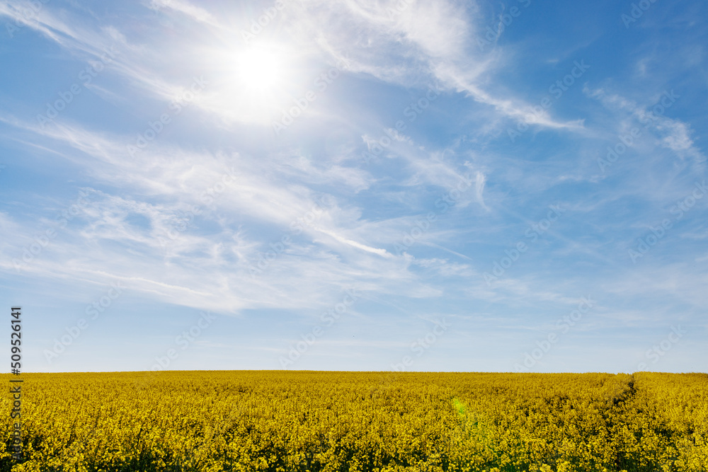 Naklejka premium Meadows with a plant in a valley with fields against the background of the daytime sky in Bulgaria