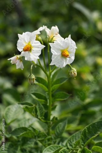 Potato sprouts with flowers close-up.