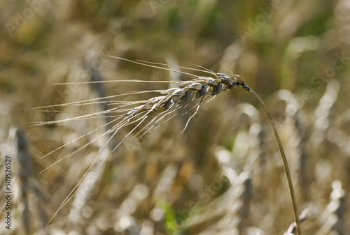 Wheat ear close-up.
