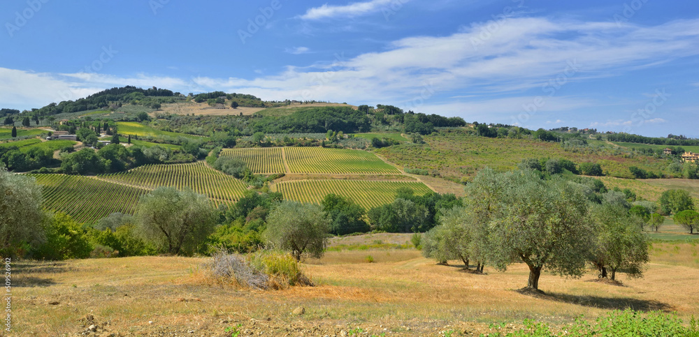 olive trees growing in a field   with a vineyard on hill background in Tuscany, italy