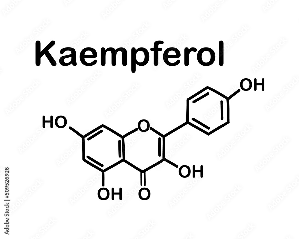 Kaempferol (3,4′,5,7-tetrahydroxyflavone) is a natural flavonol, a type of flavonoid. Chemical structure of Kaempferol . Vector illustration Kaempferol (3,4′,5,7-tetrahydroxyflavone) is a natural flavonol, a type of flavonoid. Chemical structure of Kaempferol . Vector illustration
