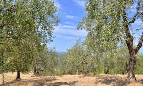 field of grove trees  in tuscany Italy