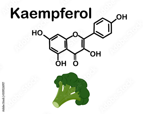 Kaempferol (3,4′,5,7-tetrahydroxyflavone) is a natural flavonol, a type of flavonoid. Chemical structure of Kaempferol . Fresh head of broccoli.  Vector illustration photo