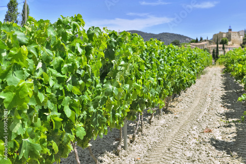 alley between grapes growing  in vine in a field  in summer