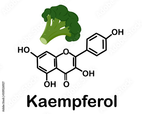 Fresh head of broccoli and Kaempferol (3,4′,5,7-tetrahydroxyflavone) is a natural flavonol, a type of flavonoid. Chemical structure of Kaempferol . Vector illustration