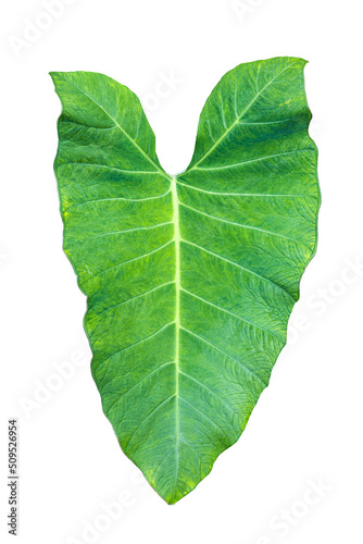 Big green leaves of large ornamental trees isolate on white background