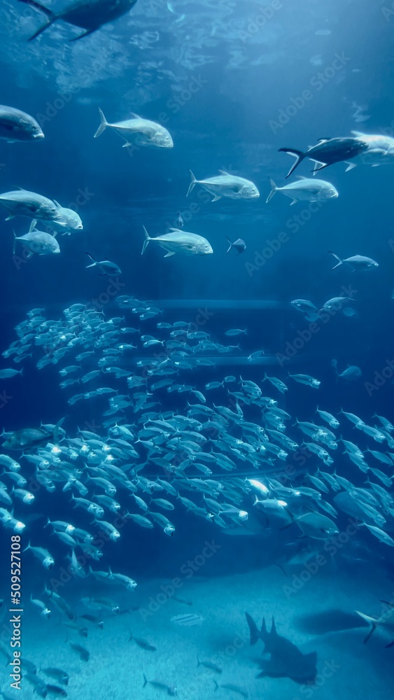 Fototapeta premium school of fish