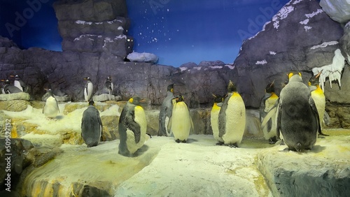 Leinwand Poster king penguin colony