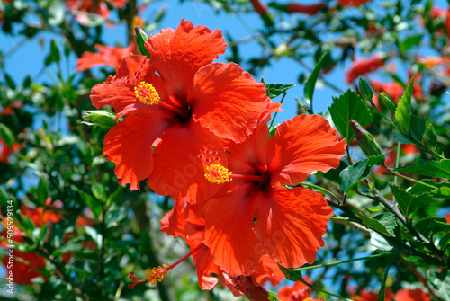 double red hibiscus flowers in bright summer sunlight