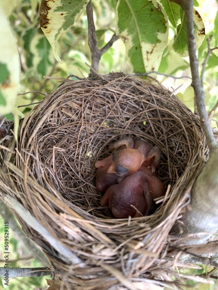 Selective focus baby birds (Sooty-headed bulbul) sleep in the nest. Selective focus baby birds (Sooty-headed bulbul) sleep in the nest.