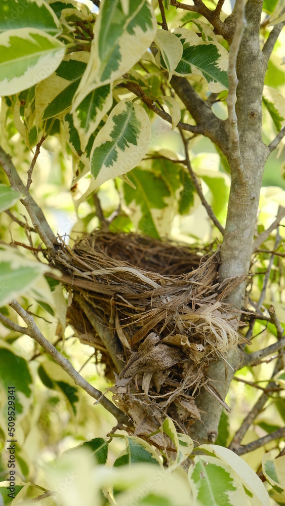 Blurred bird nest hidden in the tree.