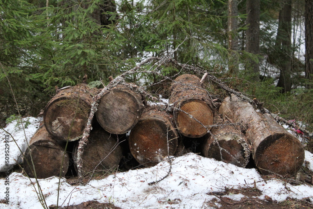 a stack of wooden lumber in the forest in spring a stack of wooden lumber in the forest in spring
