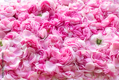 Pink Damask rose buds.Ingredients for natural cosmetics, oils and jams.Beautiful floral background
