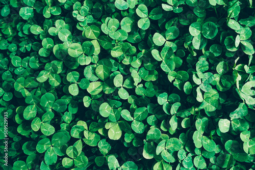 Green background with three leaved shamrocks. St.Patrick s day holiday concept.