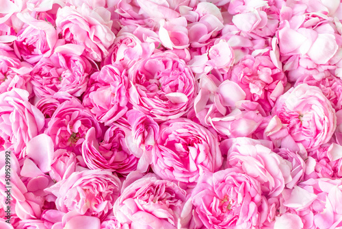 Pink Damask rose buds.Ingredients for natural cosmetics  oils and jams.Beautiful floral background