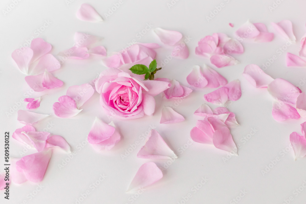 Fototapeta premium pink rose with petals.Isolated on white background.Beautiful floral card.Tea Rose.