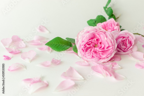 pink rose with petals.Isolated on white background.Beautiful floral card.Tea Rose.