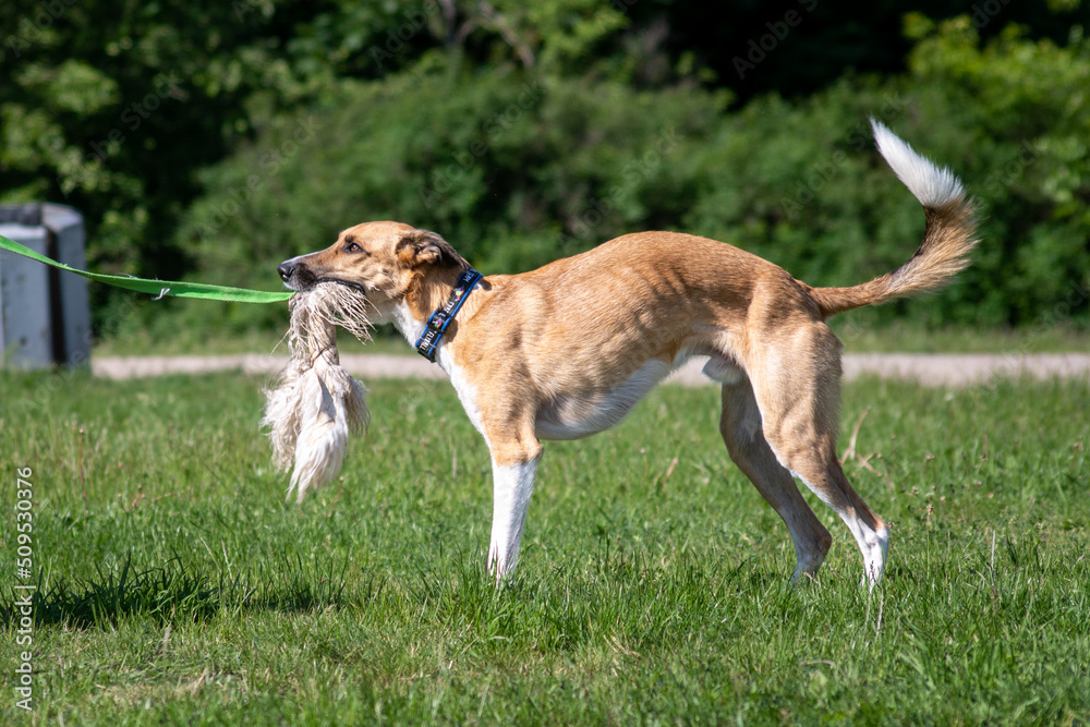 Sportowy pies - border whippet