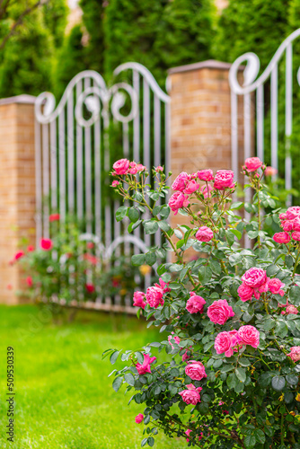 Bush of pink roses close-up against the background of blurred greenery and a beautiful fence