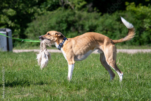 Sportowy pies - border whippet