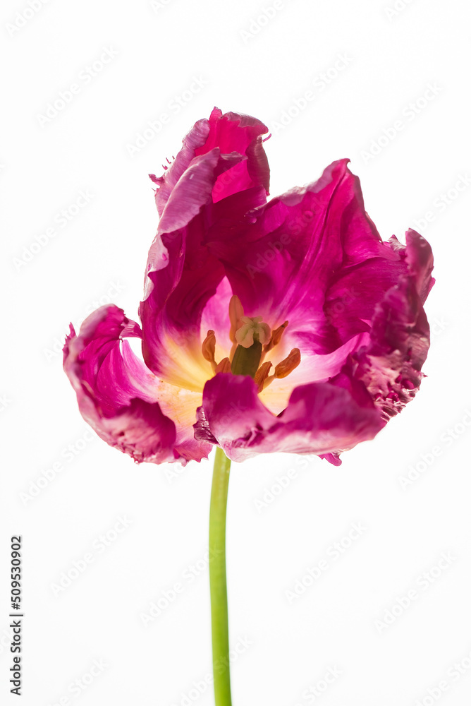 nice tulips in the vase nice tulips in the vase