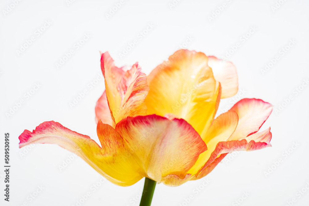 nice tulips in the vase nice tulips in the vase