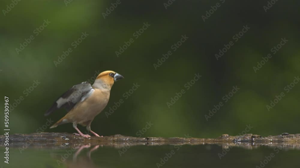Hawfinch Coccothraustes coccothraustes bird is flying Hawfinch Coccothraustes coccothraustes bird is flying