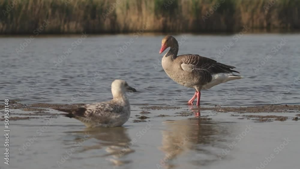 Greylag Goose Anser anser drinking on the edge of a shallow lake Greylag Goose Anser anser drinking on the edge of a shallow lake