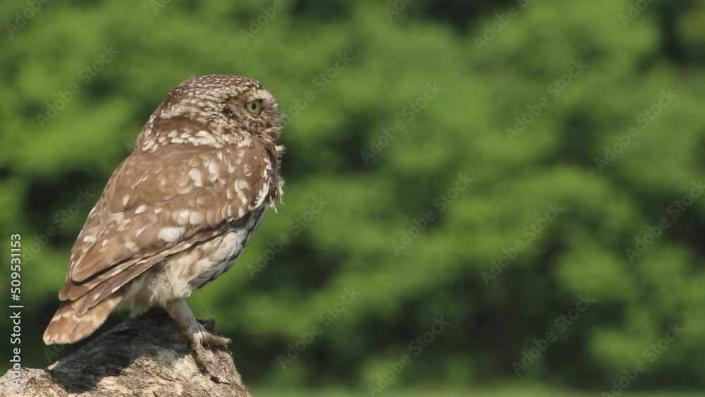 Little Owl sitting on a tree branch and watching Little Owl sitting on a tree branch and watching