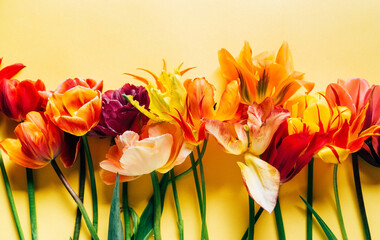 nice tulips on the yellow background