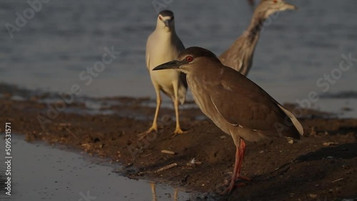 Black-crowned Night Heron Nycticorax nycticorax Waiting in shallow water in the summer sunshine