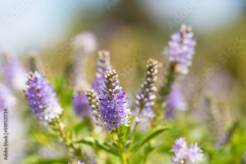 Close up View of Purple Hebe Blooms