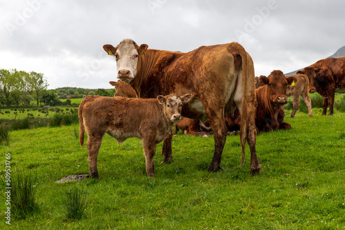green pasture with cattle herd. Small baby bull with its mother standing in center © Marco Warm