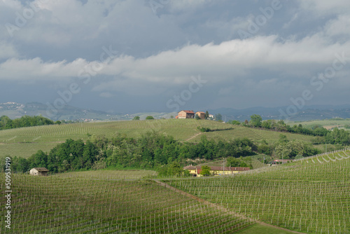 Spring landscape of vines and hills in Langhe, Italy