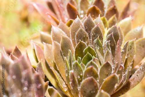 Close up Detail of Succulent Plant Covered in Water Drops